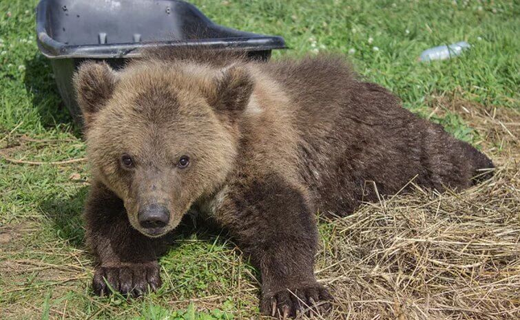 Webcam – Bear Mansur